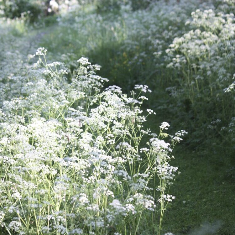 Cow parsley at Wardington Manor